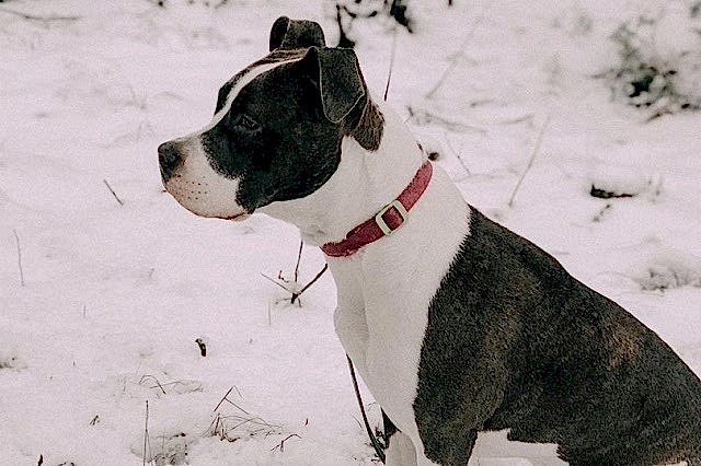 стаффордширский терьер