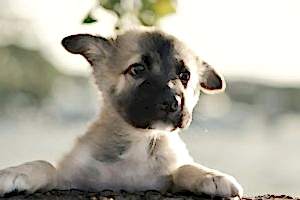 Воспитание щенков