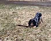 Русский охотничий спаниель