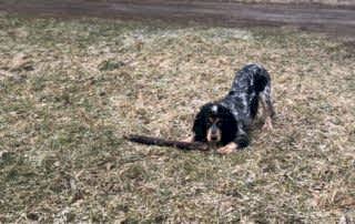 Русский охотничий спаниель