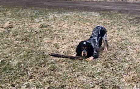 Русский охотничий спаниель