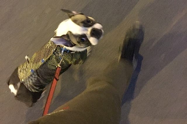 французский бульдог, Тоби