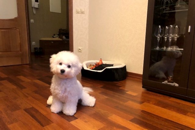 Бишон Фризе