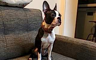 Бостон-терьер Шерон