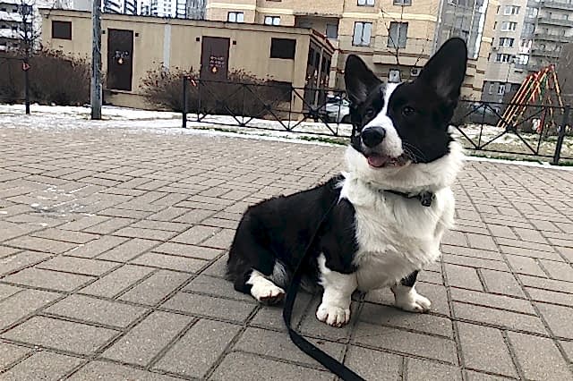 Вельш Корги Кардиган, Родерик