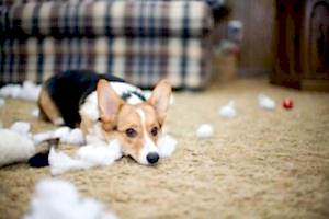 Домашняя дрессировка собак