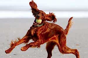 ИРЛАНДСКИЙ СЕТТЕР