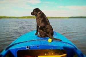 Породы собак для детей