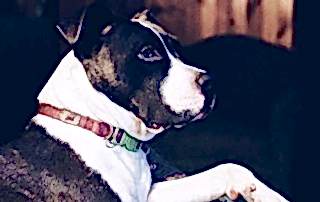 стаффордширский терьер