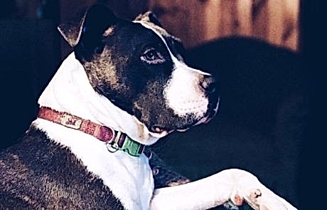 стаффордширский терьер