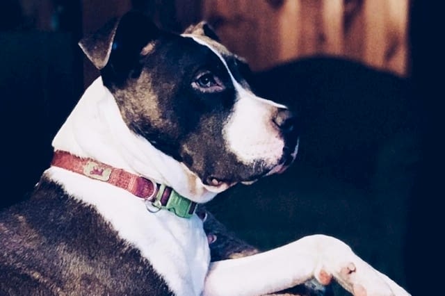 стаффордширский терьер