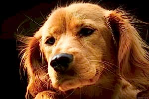 Основы дрессировки собак