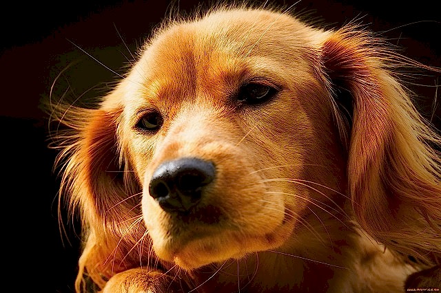 ОСНОВЫ ДРЕССИРОВКИ СОБАК