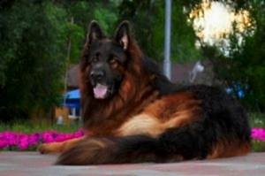 Дрессировка овчарки