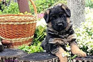 Дрессировка овчарки