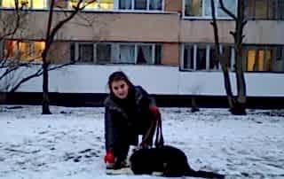 Бордер-колли