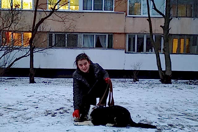 Бордер-колли