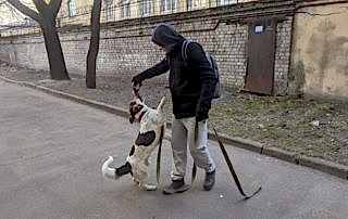 Дрессировка собак в Алматы