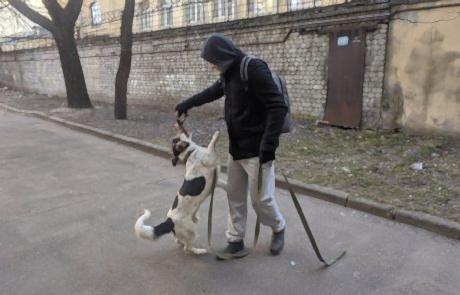 Дрессировка собак в Алматы