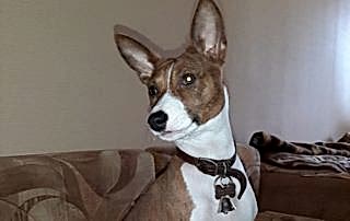 Басенджи Дуня