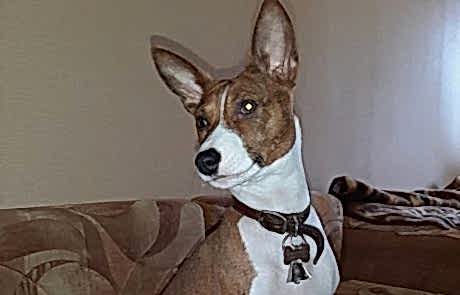 Басенджи Дуня