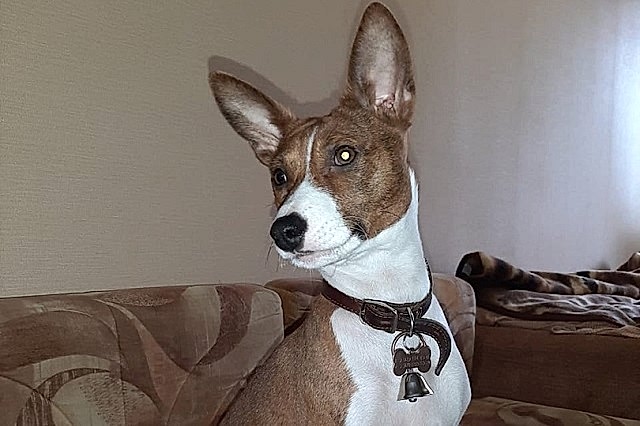 Басенджи Дуня