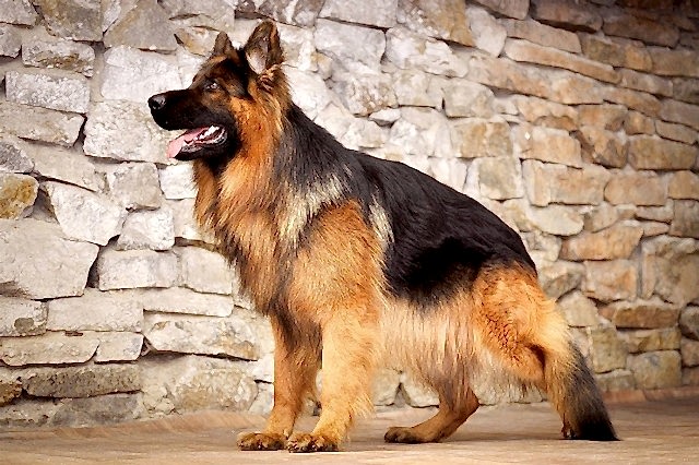 дрессировка овчарки