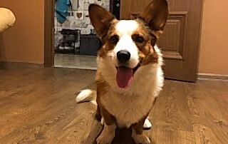 Вельш Корги кардиган, Марс