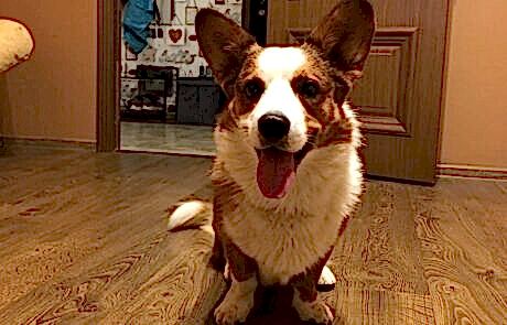 Вельш Корги кардиган, Марс