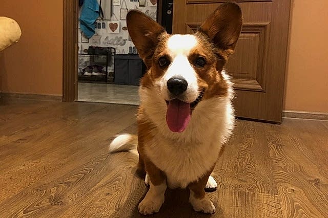 Вельш Корги кардиган, Марс