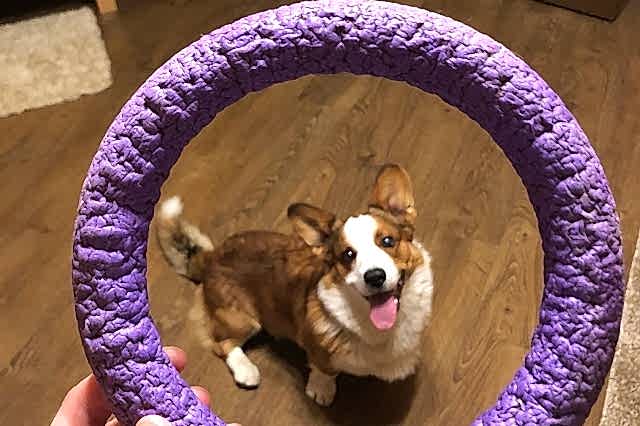 Вельш Корги кардиган, Марс