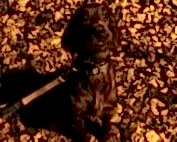 ирландский сеттер