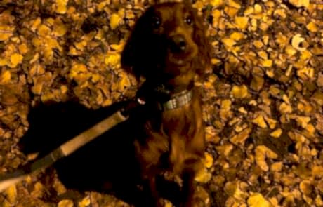 ирландский сеттер