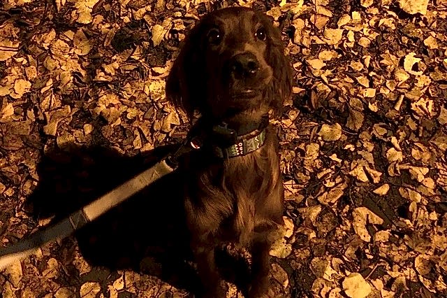 ирландский сеттер